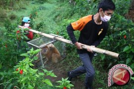 Habitat Elang dan Lutung di Semeru Ikut Terbakar