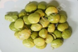 Petani Jengkol Lampung Untung Besar