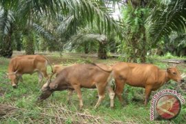 Populasi Sapi Bangka Tengah Mencapai 4.000 Ekor