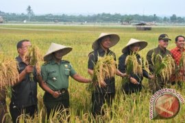 Bupati Nias Utara Panen Raya Padi