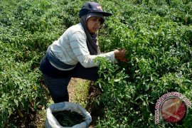 Petani Gunung Kidul berharap harga cabai stabil
