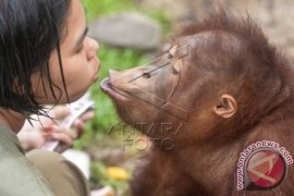 Kebakaran Lahan Di Kotim Rusak Habitat Satwa Liar 