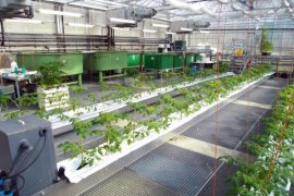  Wujudkan Ketahanan Pangan Keluarga "Budidaya Aquaponik"