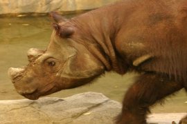 WWF: Badak Sumatera alami krisis populasi
