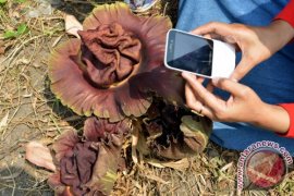 Penemuan Bunga Raflesia