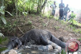 BANGKAI GAJAH DI PERKEBUNAN WARGA Page 1 Small