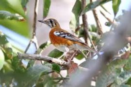 Burung Punglor satwa asli Sleman terancam punah