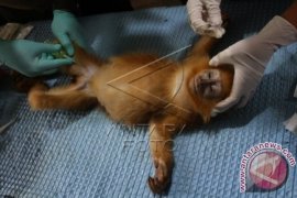 Pemeriksaan Kesehatan Lutung