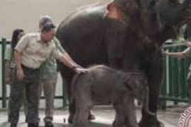  UE Di Indonesia Pelihara Bayi Gajah "Eropa"