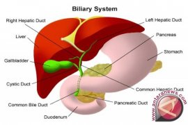 Lemak hati wanita melonjak setelah usia 45 tahun