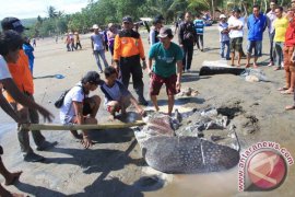 Ikan Paus Tutul Terdampar di Pantai Tulungagung
