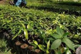 Pekanbaru Targetkan Tanam 12.000 Bibit Pohon