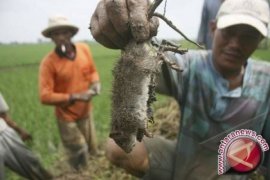 Distan HSS Sukses Kendalikan Hama Tikus 