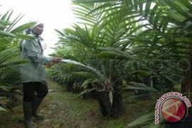 70 ribu bibit subsidi untuk petani Jambi