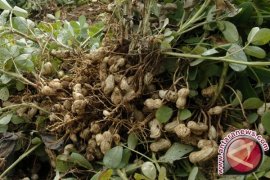 Harga Kacang Tanah di Pangkalpinang Naik