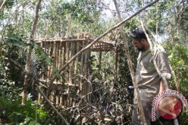 David: Bekantan Mahluk Yang Cerdas