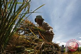 BPS: Harga Gabah Kering Panen Naik