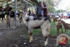 Peternak Aceh Utara budi daya kambing lokal