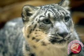 Macan Tutul Salju yang Terancam Punah Terlihat di Qomolangma