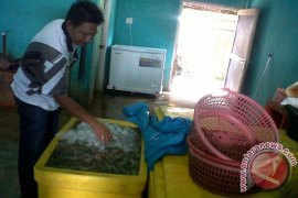 Pengusaha perikanan dilarang pekerjakan anak di bawah umur