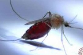 Waspadalah!! Nyamuk Aides Aegyti Aktif Pada Jam-Jam Berikut