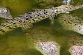 Lima Bayi Buaya di Praha, Ceko Diberi Nama Orang Indonesia