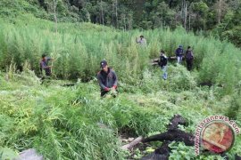 Polisi temukan ladang ganja 54 hektare di Aceh Page 1 Small