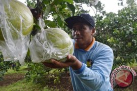 Petani Jeruk Pamelo Magetan Untung Jelang Imlek