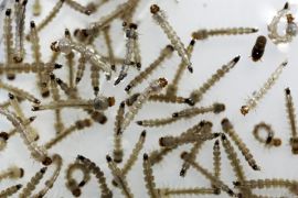 Kementerian Luar Negeri konfirmasi TKI di Taiwan diduga terjangkit Zika