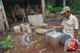 Peternak Sapi Madura Usulkan Biogas pada Pemerintah