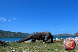 Manfaatkan Popularitas Komodo