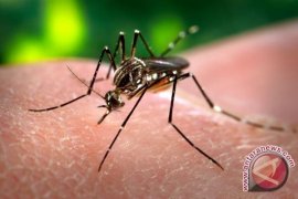 Penajam Ditetapkan Waspada Serangan Nyamuk "Aedes Aegypti"