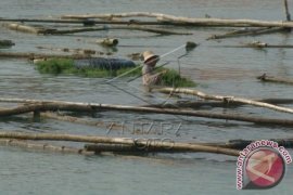Pemerintah Setengah Hati Berdayakan Petani Rumput Laut