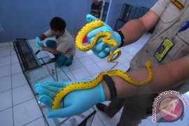 Sita Reptil Seludupan