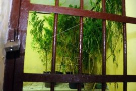 Australia Akan Melegalkan Budidaya Ganja