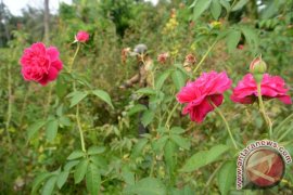 Petani Bunga Mawar