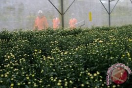 BUDIDAYA BUNGA KRISAN EKSPOR Page 1 Small