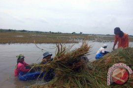 Bulog: Banjir Tidak Pengaruhi Pengadaan Bulog Bojonegoro