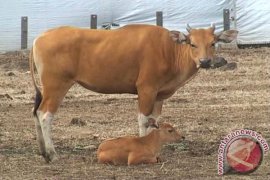 TN Baluran Berhasil Kembangbiakkan Banteng Jawa
