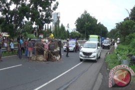 Mobil Pengangkut Ratusan Ayam Terguling