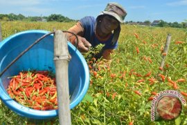 Harga Cabai Keriting di Petani Magetan Turun