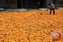 220.000 ton jagung Aceh dipasok ke Medan