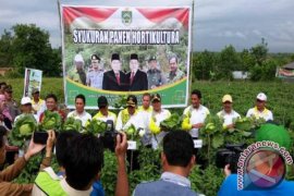 Bupati  Hadiri Panen Raya Hortikultura
