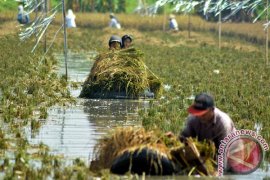 BPLS Bangun Tanggul Penahan Luapan Air Ketapang