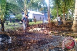 Musim Utara, Warga Beralih &acirc;&euro;&tilde;Macok&acirc;&euro;&trade; Barang Antik