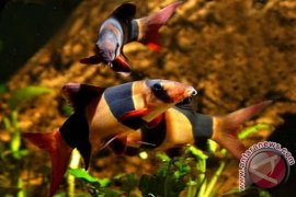 Pekan Kelompok Tani dan Nelayan akan pamerkan ikan hias botia