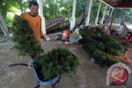 Larangan Ekspor Bahan Mentah Rumput Laut