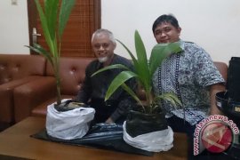 Kelapa Kopyor Indonesia Mampu Saingi Filipina