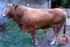 Pemkab Tolak Sapi Impor Masuk Magetan