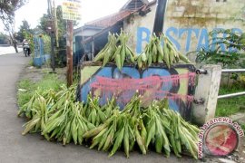 Pedagang Jagung Marak Bermunculan Jelang Tahun Baru
